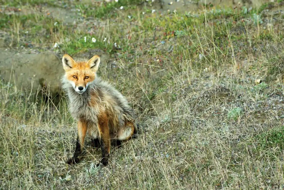 Red Fox
