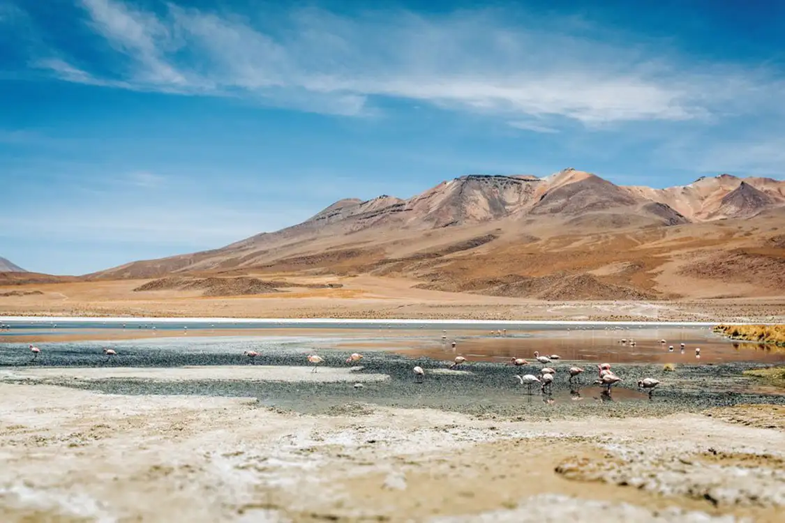 Flamingos in the high plains of Bolivia Flamingos in the high plains of Bolivia