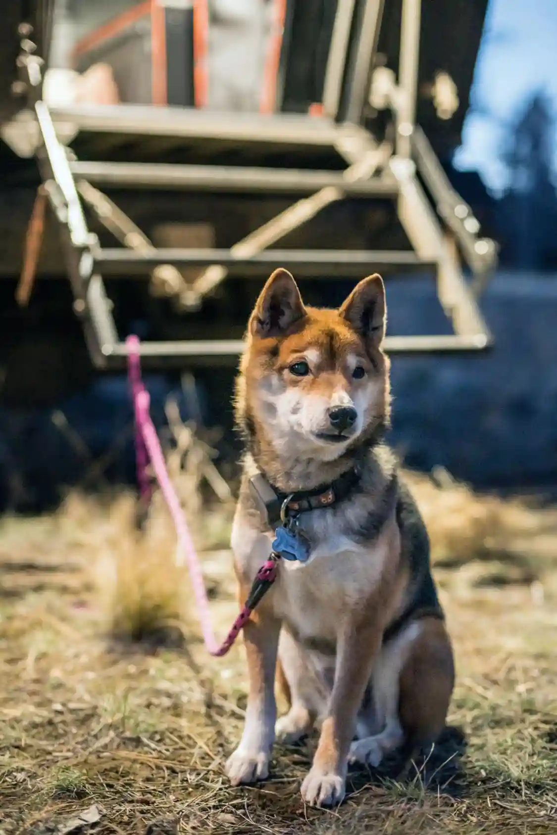 Maggie, the family's Shiba Inu