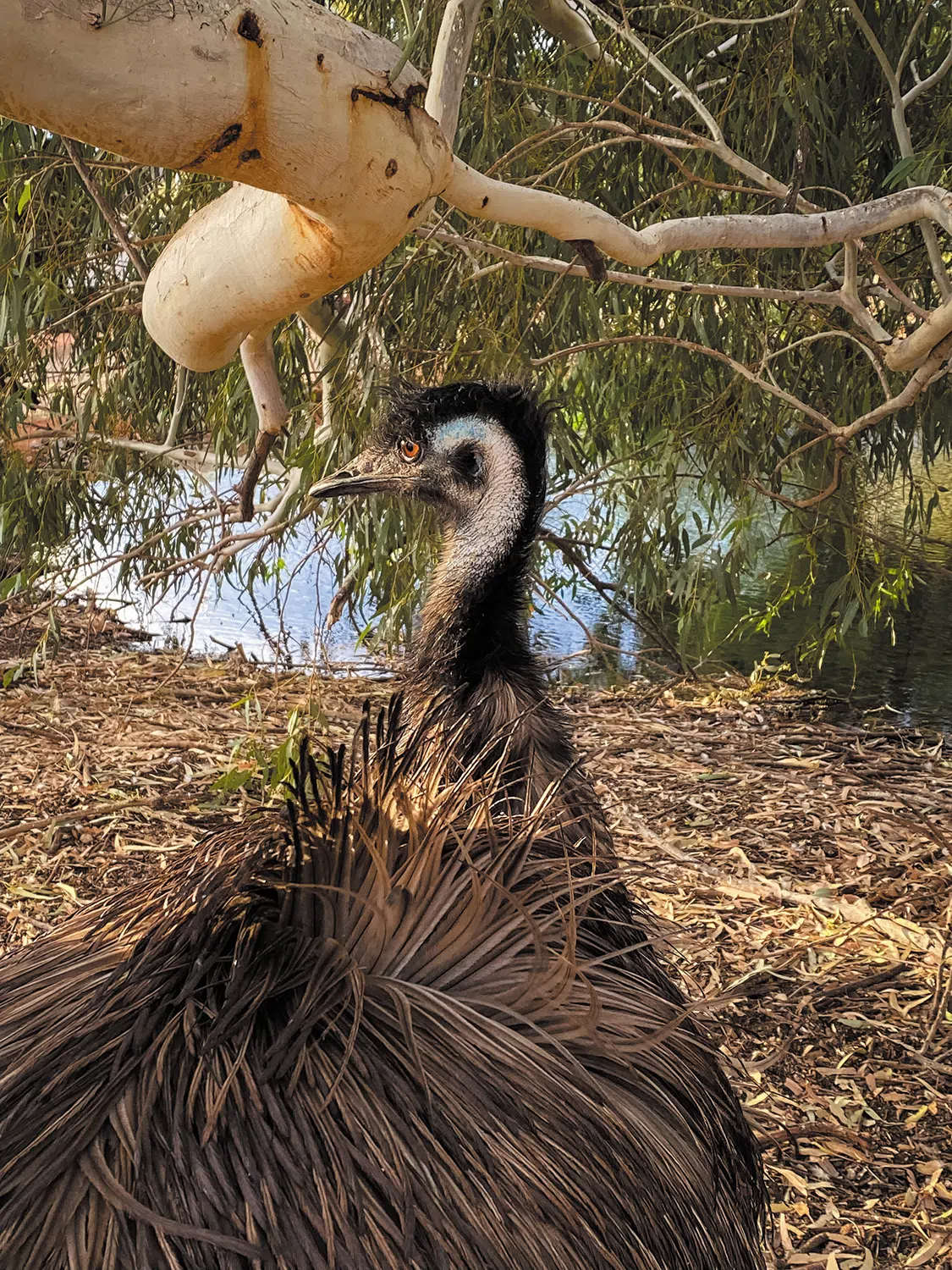 Emus never fail to entertain with their erratic behavior Emus never fail to entertain with their erratic behavior
