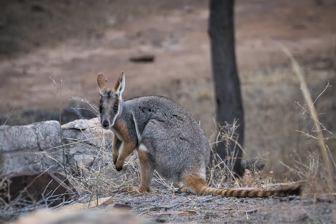 The endangered rock wallaby calls the rocky mountain slopes home The endangered rock wallaby calls the rocky mountain slopes home