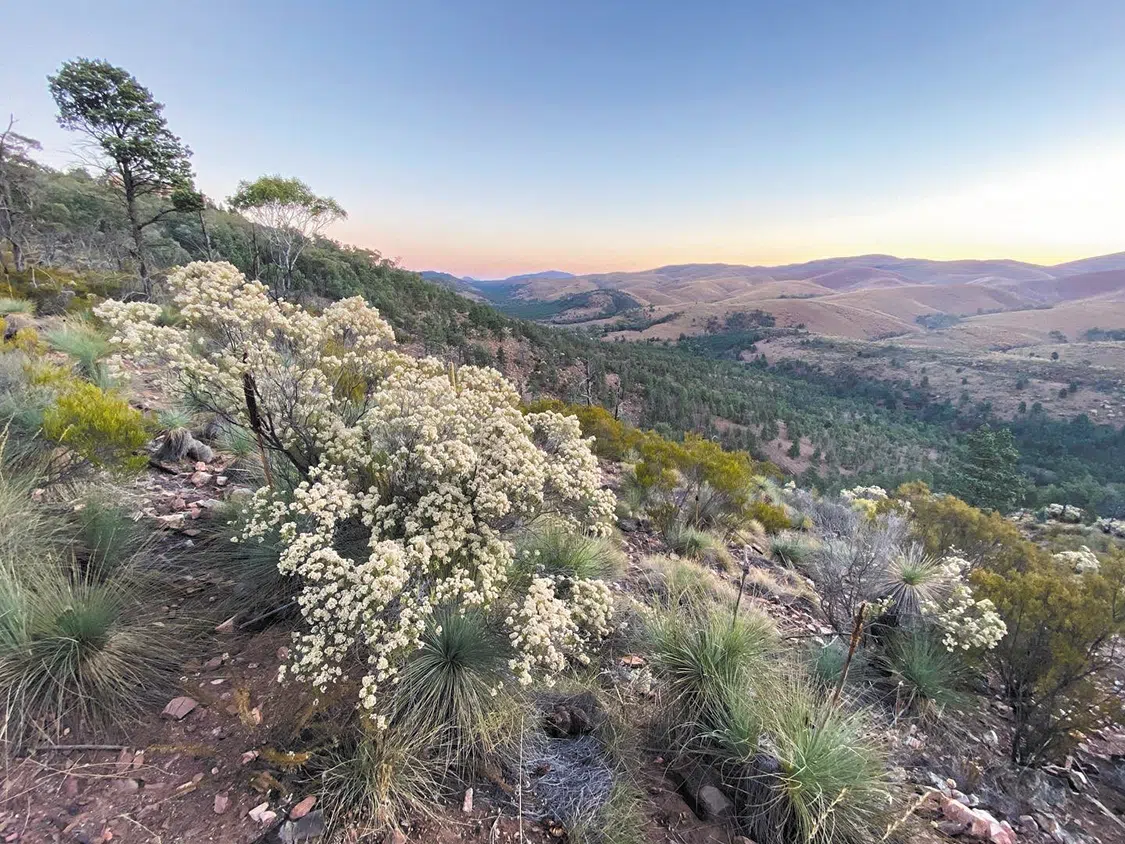 The Australian bush gives way to rolling hills The Australian bush gives way to rolling hills