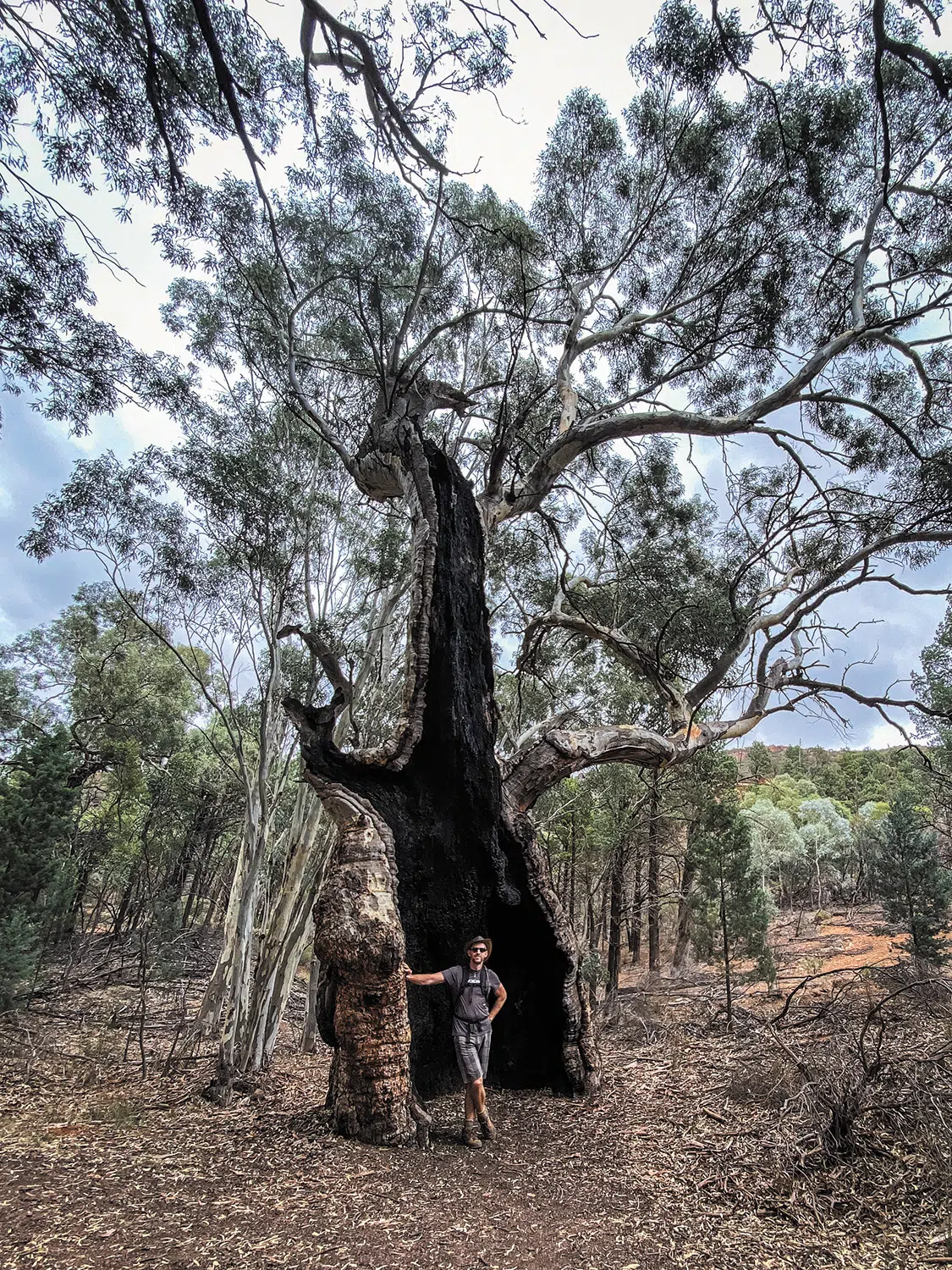 This enormous eucalyptus tree was almost certainly struck by lightning This enormous eucalyptus tree was almost certainly struck by lightning