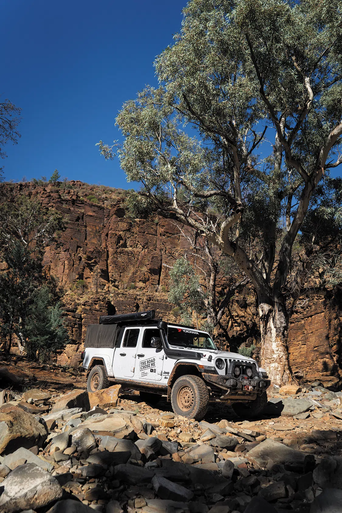 These huge gum trees soak up all the water they can find at valley bottom These huge gum trees soak up all the water they can find at valley bottom